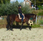 Barebackpad Support in kleurencombi 
